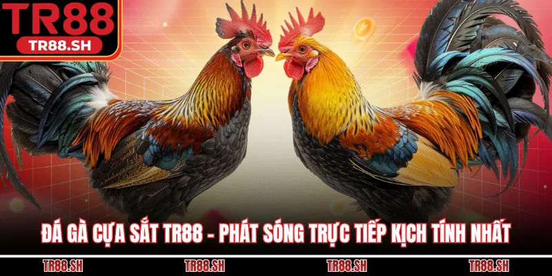 Đá Gà Cựa Sắt TR88 - Phát Sóng Trực Tiếp Kịch Tính Nhất