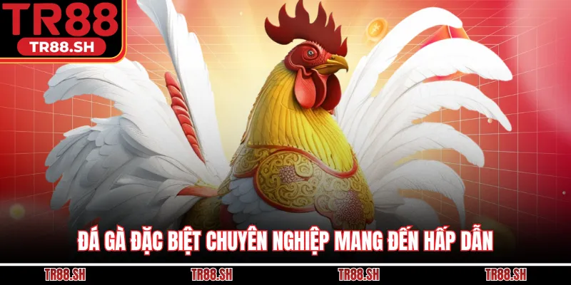 Đá gà đặc biệt chuyên nghiệp mang đến hấp dẫn