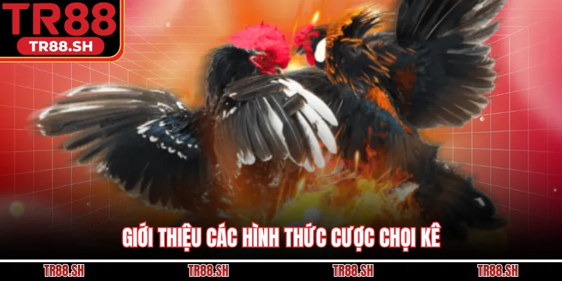 Giới thiệu các hình thức cược chọi kê