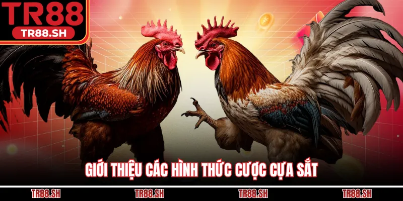Giới thiệu các hình thức cược cựa sắt