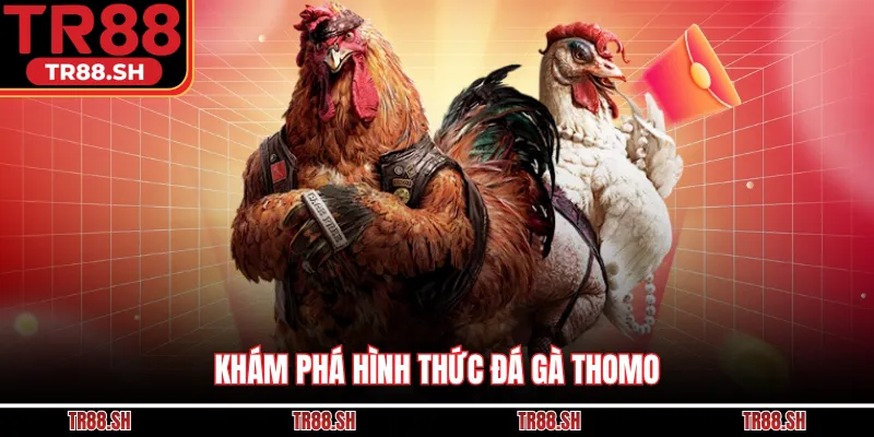 Khám phá hình thức đá gà Thomo