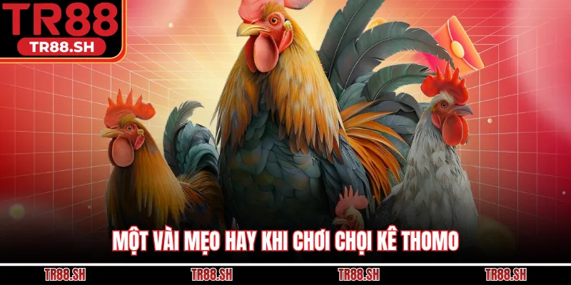 Một vài mẹo hay khi chơi chọi kê Thomo