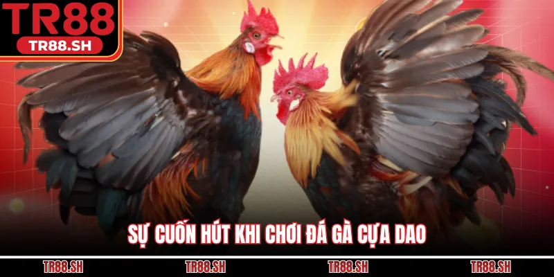 Sự cuốn hút khi chơi đá gà cựa dao